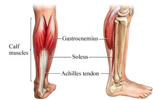 gastroc-soleus