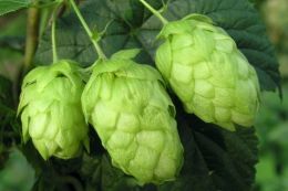 hops